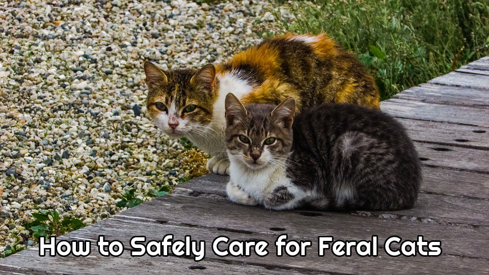 Safely Caring for Feral Cats Dog Names, Cat Names, and