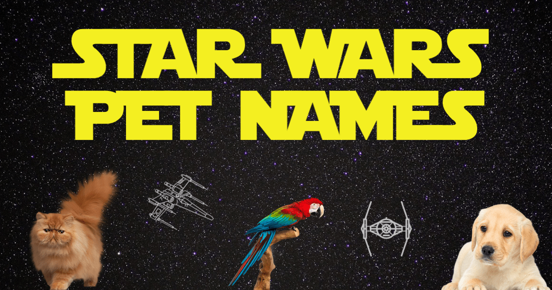 Star Wars Pet Names Dog Names, Cat Names, and more!