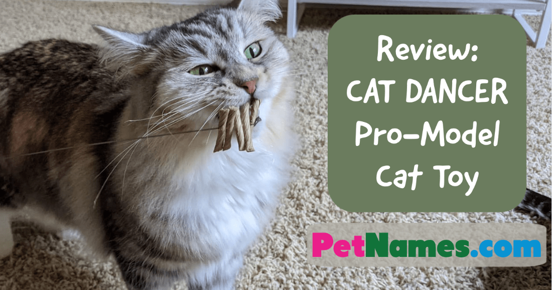 Review CAT DANCER Cat Toy