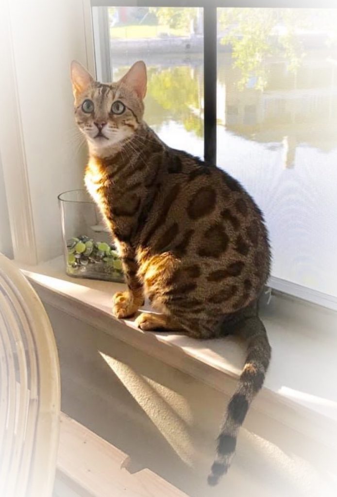 Cat Sitter in Palm Harbor, Best Cat Sitters / Boarding Service Near