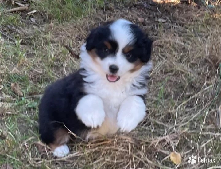 NW Aloha Mini American Shepher Dog Breeder Florence , OR