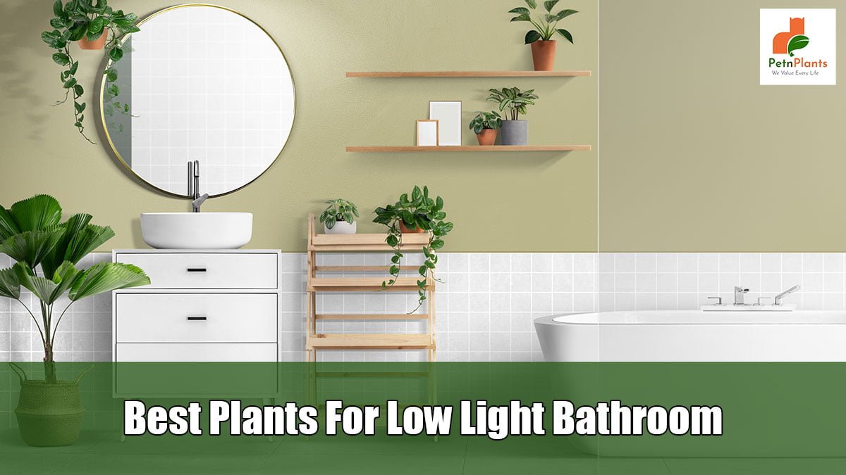 Best Plants for Low Light Bathroom Pet N Plants