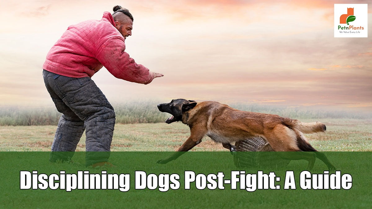 How to Discipline a Dogs after Fighting Pet N Plants
