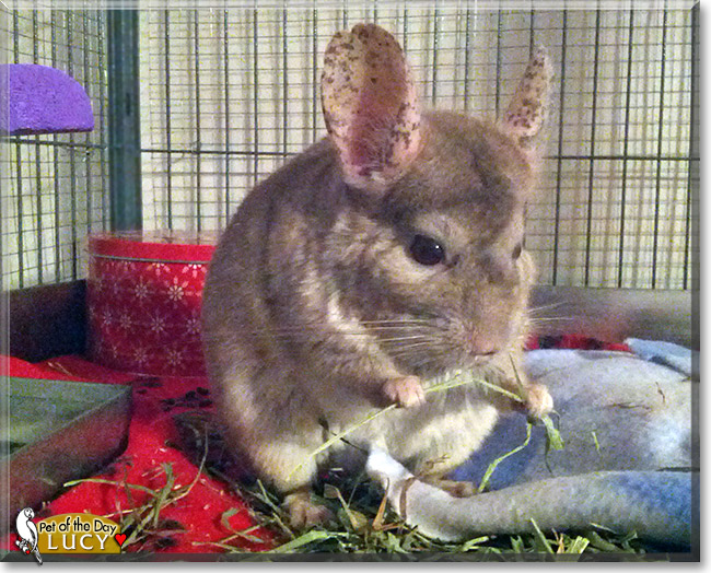 Lucy Hetero Beige Chinchilla Jul 8, 2012
