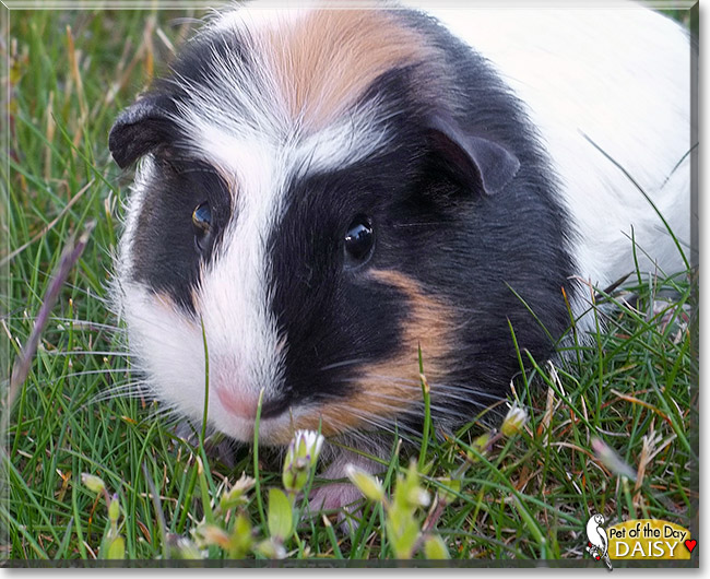 Daisy Guinea Pig November 7, 2012