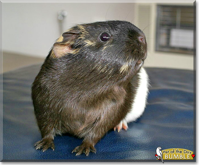 Bumble Flat Haired Guinea Pig October 19, 2012