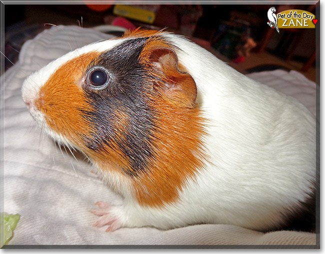 Zane Guinea Pig January 2, 2013