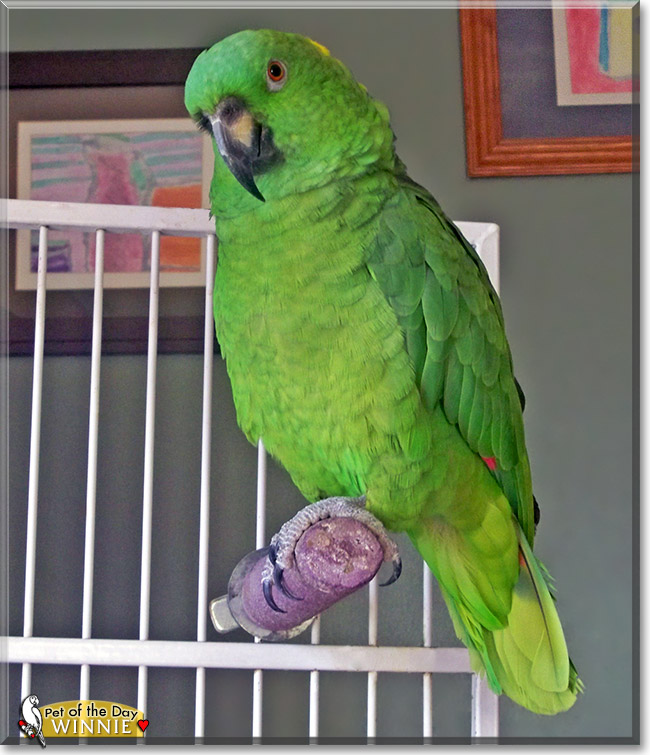 Winnie Yellow Naped Amazon parrot January 29, 2013