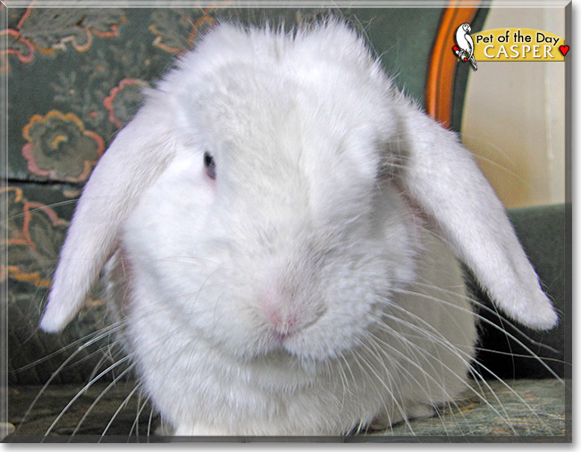 Casper Mini Lop Rabbit May 29, 2013