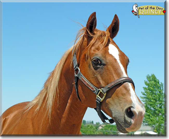 Quincy Breeding Stock Paint September 27, 2013
