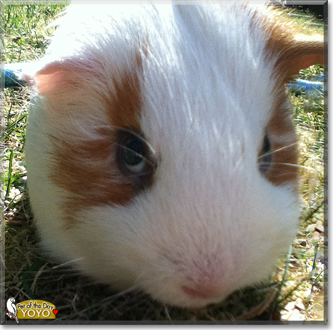 "Yoyo the Guinea Pig, the Pet of the Day December 21, 2015"
