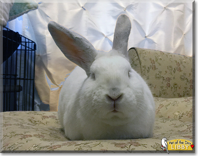 "Libby Lou the California/New Zealand mix Rabbit, the Pet of the Day