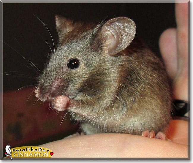 Cinnamon Satin Agouti Mouse January 18, 2015