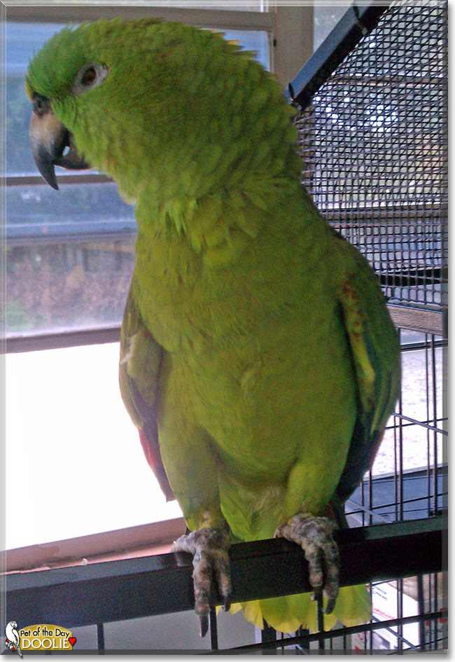 "Doolie the Yellow Nape Amazon Parrot, the Pet of the Day October 18