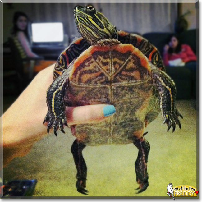 "Freddy the Western Painted Turtle, the Pet of the Day October 20, 2015"