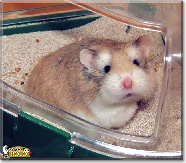 "Rolo the Roborovski Dwarf Hamster, the Pet of the Day September 1, 2015"