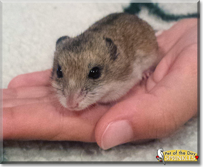 "Sprinkles the Chinese Dwarf Hamster, the Pet of the Day September 6