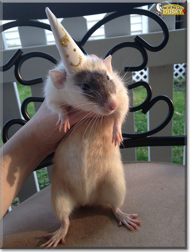 "Dusky the Dumbo Rat, the Pet of the Day September 29, 2015"