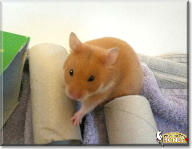 Honey Syrian Hamster December 6, 2016