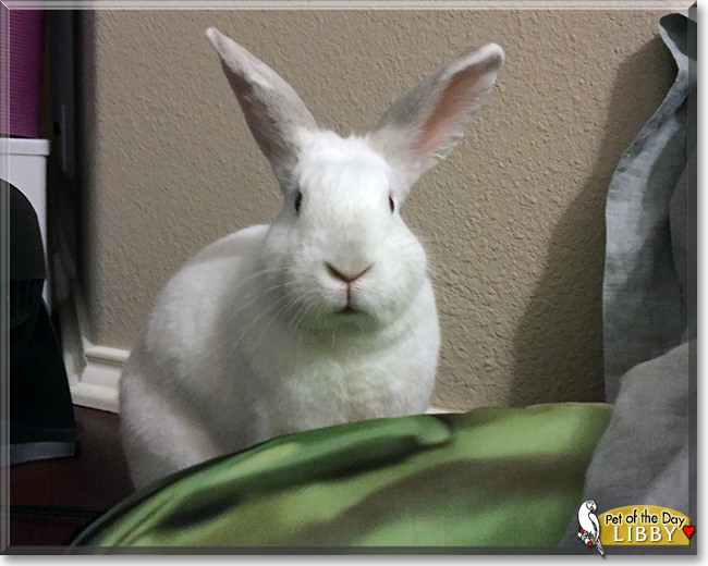 Libby Lou California/New Zealand Mix Rabbit December 22, 2017