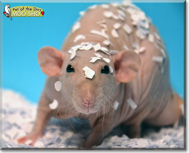 MóóShó Hairless Dumbo Rat December 30, 2017