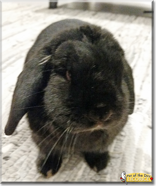 Licorice German Lop Rabbit June 26, 2017