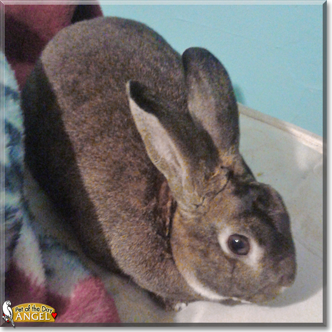 Angel Mini Rex Rabbit March 10, 2017