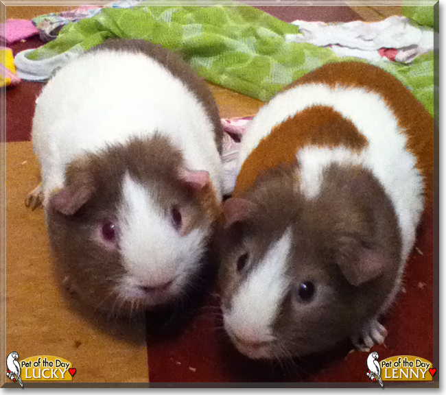 Lucky, Lenny Guinea Pigs May 21, 2017