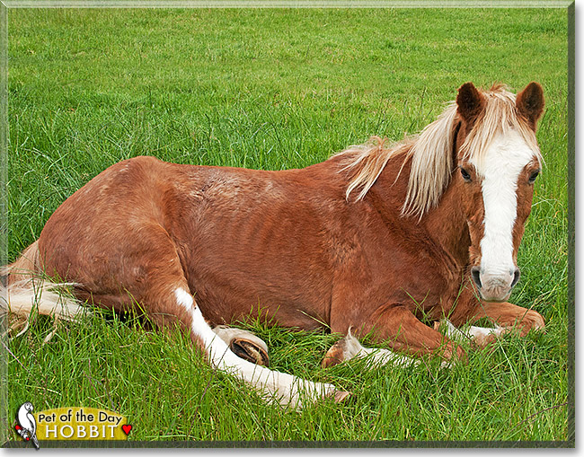 Hobbit Clydesdale cross pony November 23, 2017