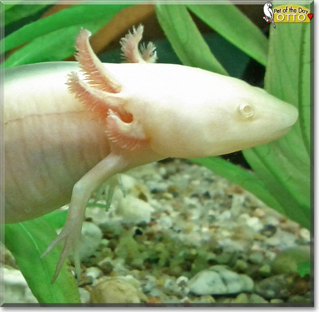 Otto Axolotl October 3, 2017