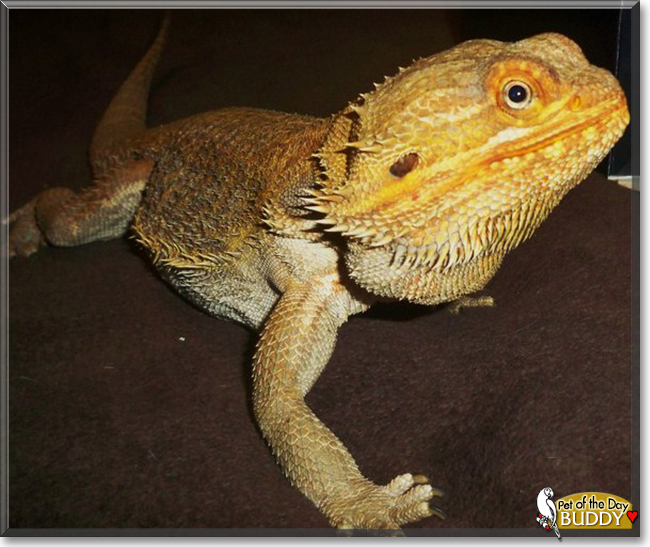 Lucifer (friend) Dragon and Fancy Beard 3 April 2018