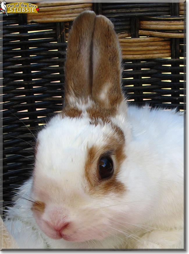 Stubsie Dwarf Rabbit mix March 24, 2018