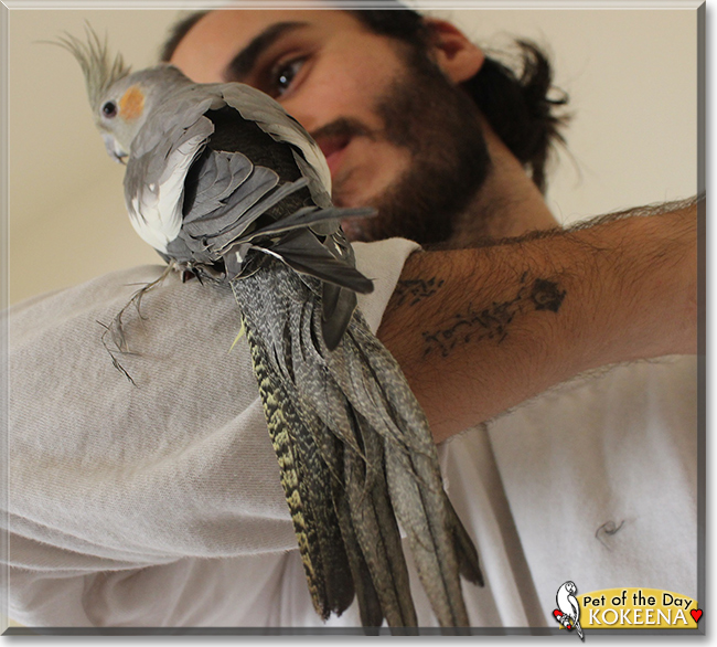 Kokeena Cockatiel November 17, 2018