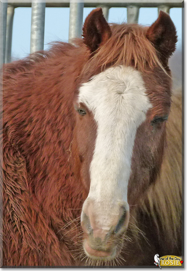 Rosie Horse November 25, 2018
