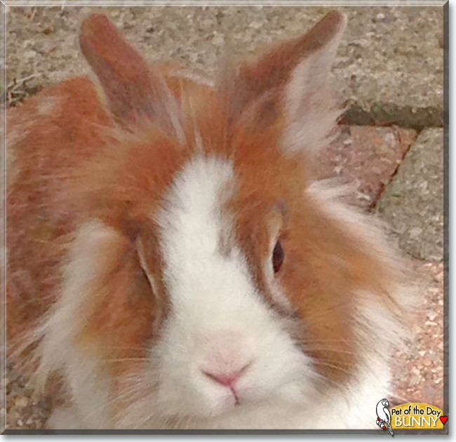 Bunny Lionhead Rabbit May 6, 2019