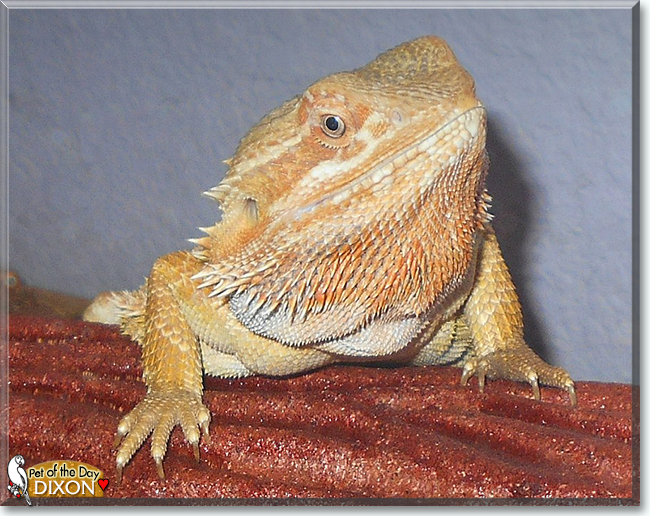 Bearded Dragon Dixon November 11, 2019