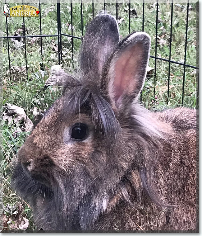 Andrea Lionhead, Flemish Giant mix Rabbit October 16, 2019