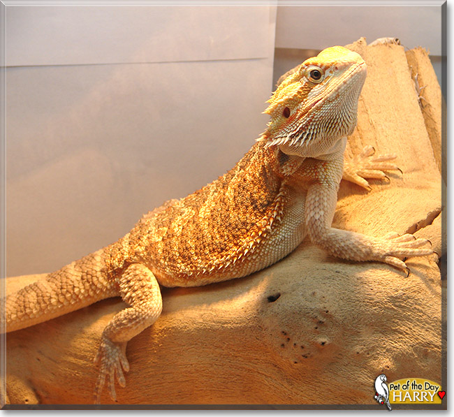 Harry the Bearded Dragon January 17, 2020