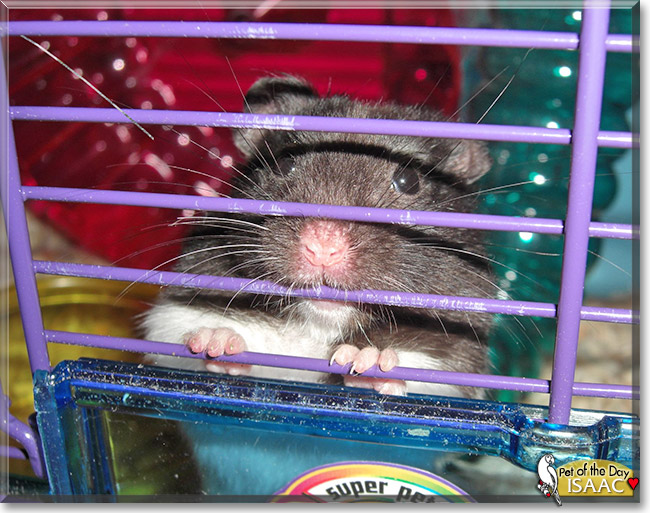 Isaac Panda Bear Hamster January 24, 2020