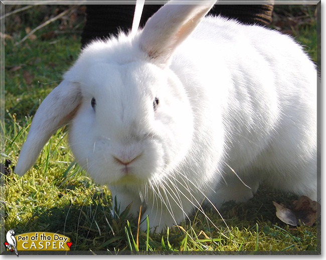 Casper Mini Lop Rabbit July 23, 2020