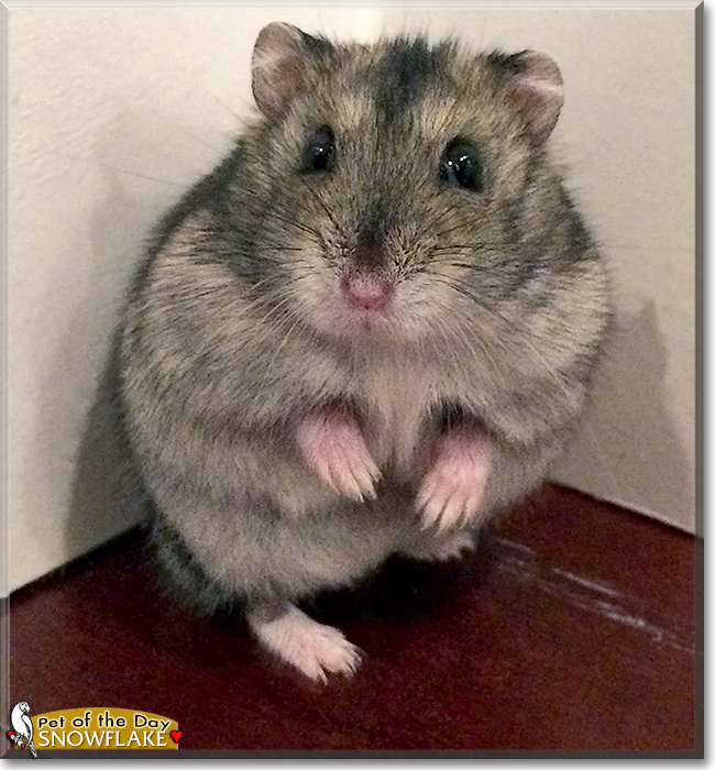 Snowflake Winter White Hamster June 14, 2020