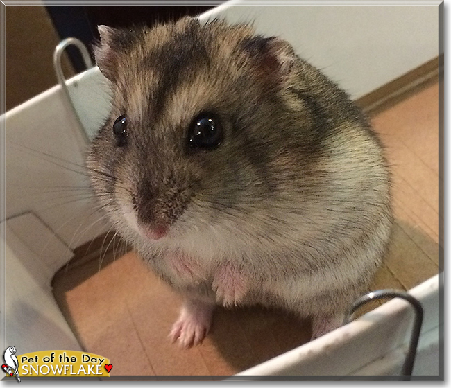 Snowflake Winter White Hamster June 14, 2020