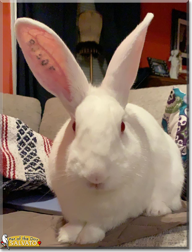 Salvato New Zealand White Rabbit May 21, 2020