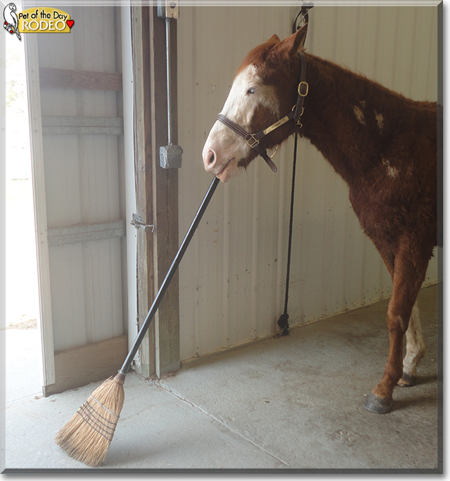 Rodeo Paint Horse, Thoroughbred cross July 3, 2021