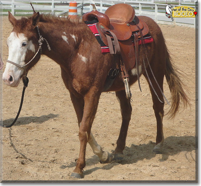 Rodeo Paint Horse, Thoroughbred cross July 3, 2021