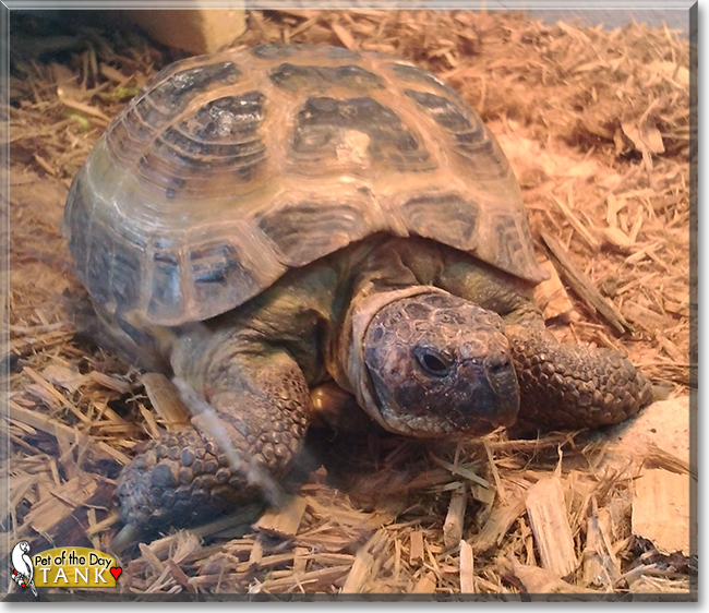 Tank Russian Tortoise June 1, 2021