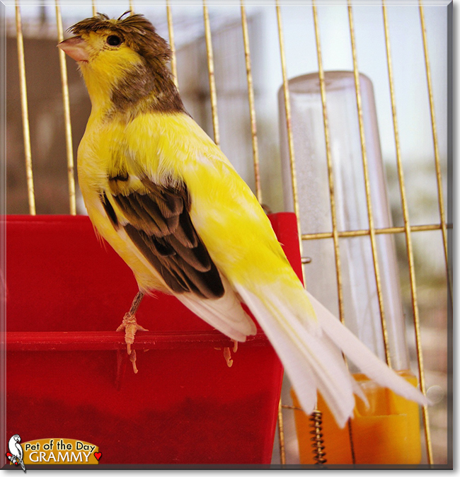 Grammy Gloster Canary March 10, 2021