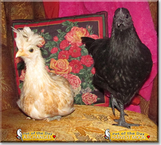 Harvest Moon and Archangel the Chickens June 30, 2023