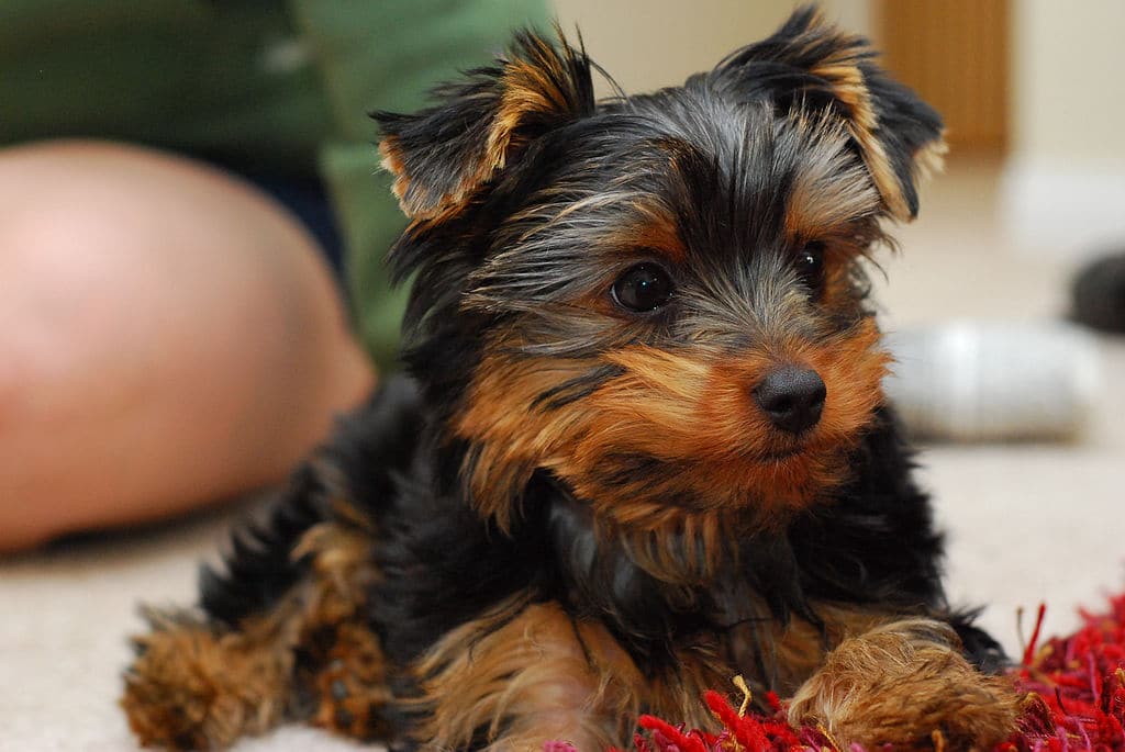 Comment se préparer à l'arrivée d'un chiot Yorkshire Terrier ? Petohaku