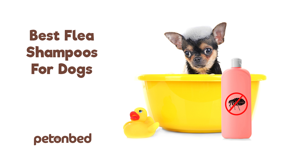 7 Best Dog Flea & Tick Shampoos To Treat Your Dog • Pet on Bed